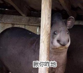 10个狗头表情包（一组貘mó的表情包）