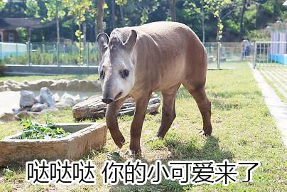 10个狗头表情包(一组貘mó的表情包)(4)