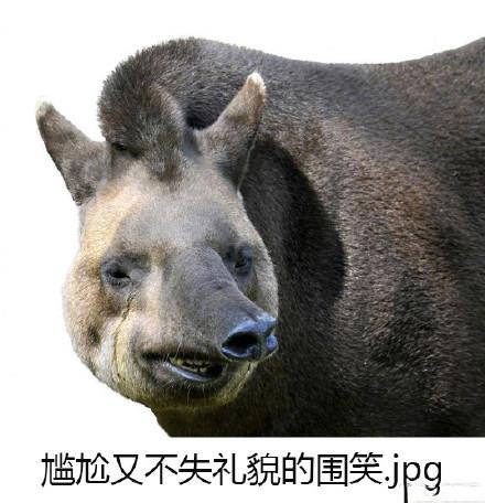 10个狗头表情包(一组貘mó的表情包)(3)