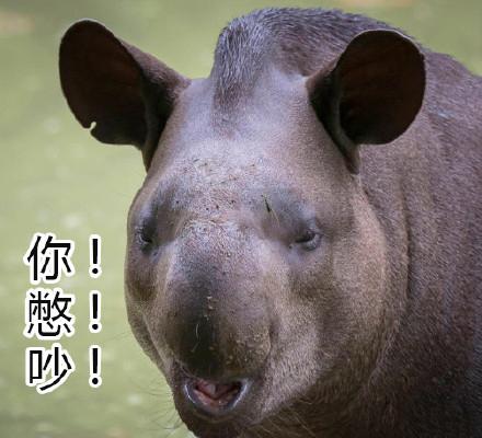 10个狗头表情包(一组貘mó的表情包)(7)