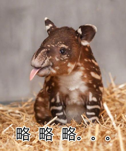 10个狗头表情包(一组貘mó的表情包)(8)