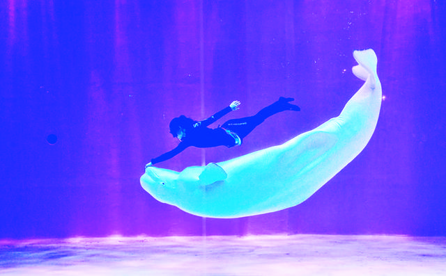 驯养师白鲸（90后白鲸驯养师）(1)