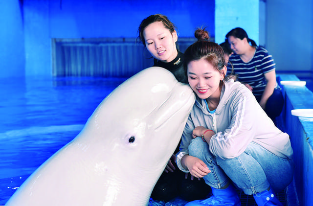 驯养师白鲸（90后白鲸驯养师）(2)