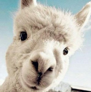 ​羊驼为什么要向人吐口水 ？得知真相后，你会忍不住想笑